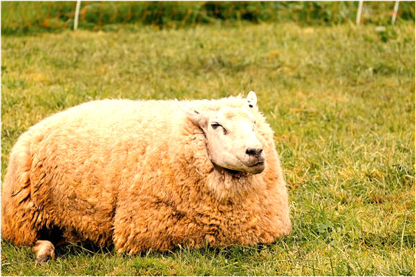 夢到了投胎的嬰靈是凶兆還是吉兆_周公解夢官網