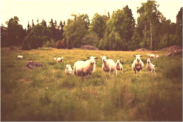 夢見上司穿我的襪子意味什麼_周公解夢官網