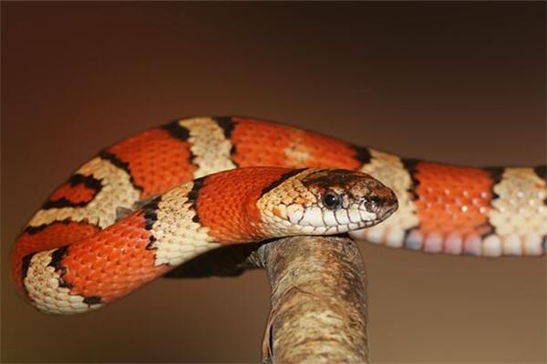 夢到了蛇_周公解夢