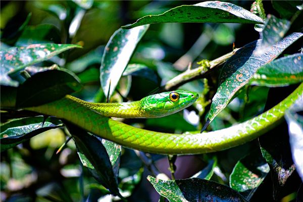 1977年出生是什麼命_十二生肖