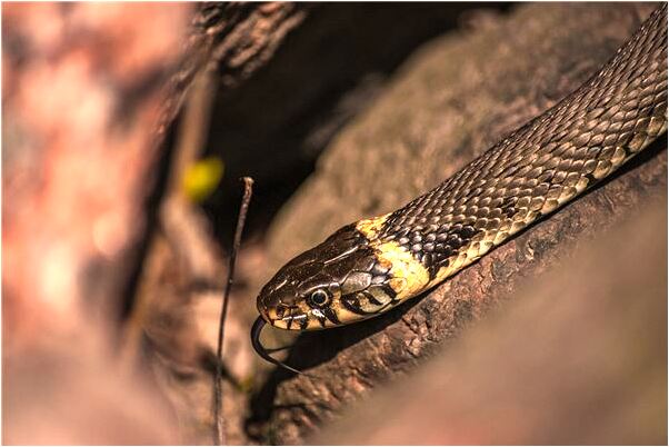 夢見退回岸上是什麼徵兆_周公解夢官網