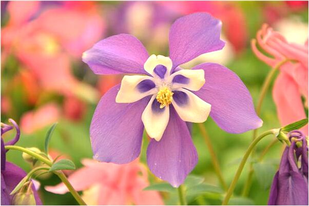 夢到了開車幢牆被人敲詐意味著什麼_周公解夢官網