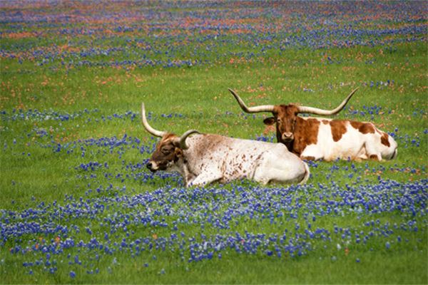 夢見牛跑了_周公解夢