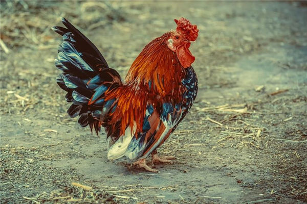 雞年出生的生肖雞什麼性格特點_十二生肖