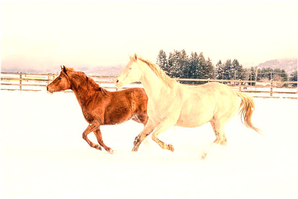 夢見女性殺貓預示什麼_周公解夢官網