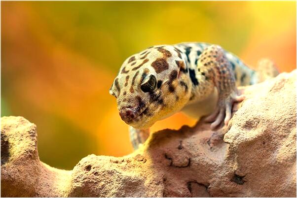 夢見看到一件紅色的衣服意味著什麼_周公解夢官網