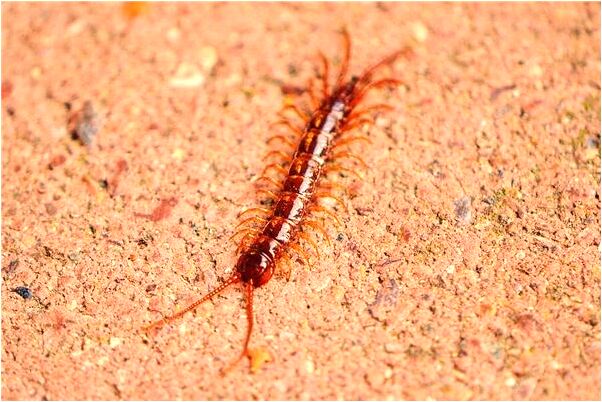 夢見千年古屍怎么樣_周公解夢官網