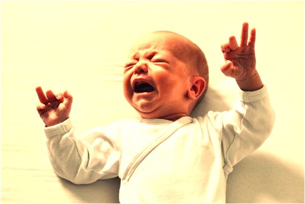 夢見撿狗餵狗是咋回事_周公解夢官網