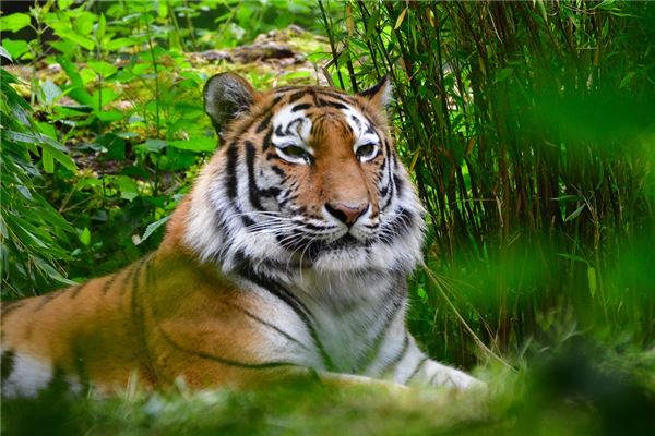 2010年虎未來五年運程_十二生肖