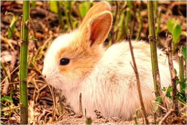 夢到襯衣領扣掉了有什麼寓意嗎_周公解夢官網