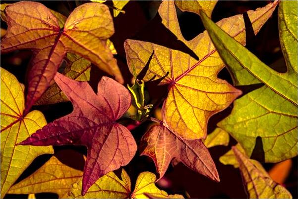 夢到男的送花盆有個洞有什麼預示嗎_周公解夢官網