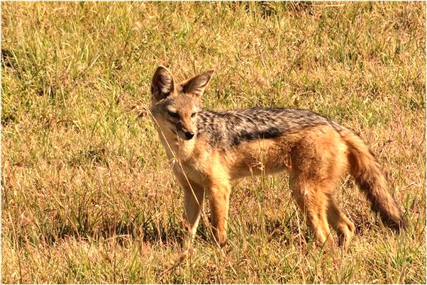 夢見洗兔子是咋回事_周公解夢官網