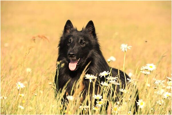 夢到為死了的親人抬管材什麼寓意_周公解夢官網