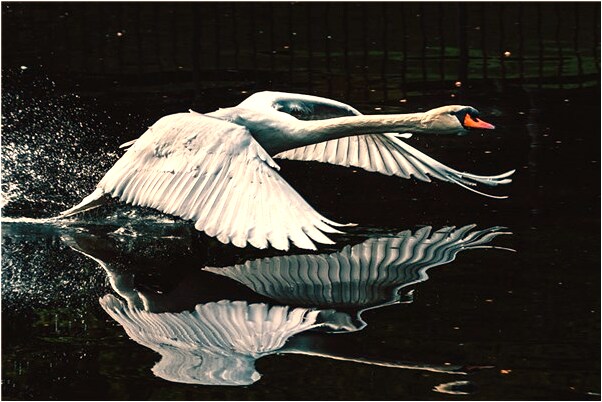 夢見魚缸因漏水大魚呼吸困難有什麼預示嗎_周公解夢官網