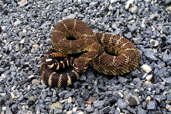 夢見響尾蛇是什麼意思_周公解夢