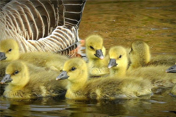夢到了一群小鵝是凶兆還是吉兆_周公解夢