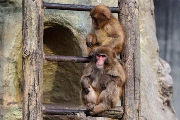 屬猴年份和性格_十二生肖