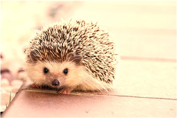 夢到自己臉大了是什麼意思_周公解夢官網