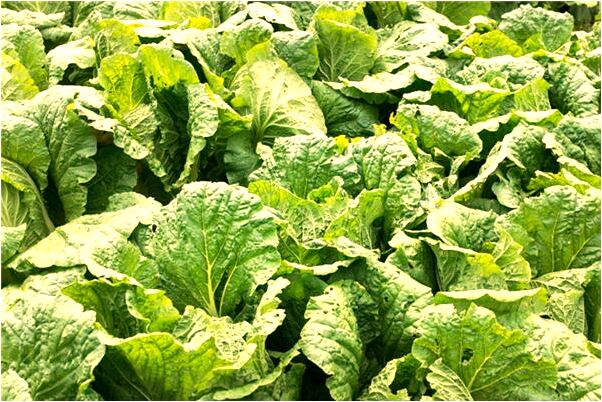 夢到老虎在山上吃羊是凶兆還是吉兆_周公解夢官網