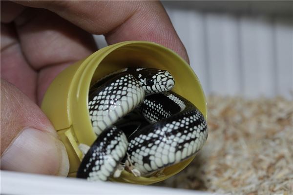 夢到蛇生寶寶是怎么回事_周公解夢