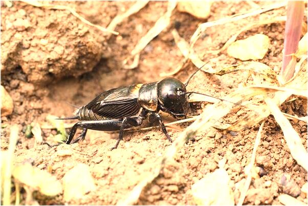 夢到夢老公拿刀追余我預兆了什麼嗎_周公解夢官網