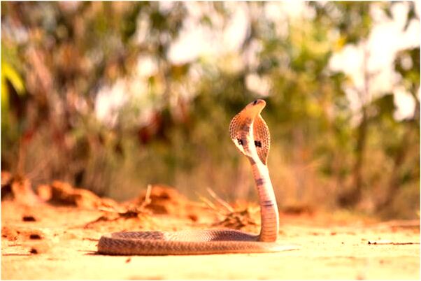 夢見自己結婚時親人被軋死是什麼啟示_周公解夢官網