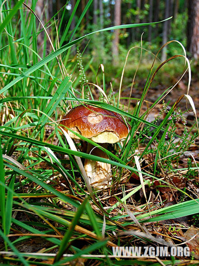 夢見全身都是屎_周公解夢夢到全身都是屎是什麼意思_做夢夢見全身都是屎好不好_周公解夢官網