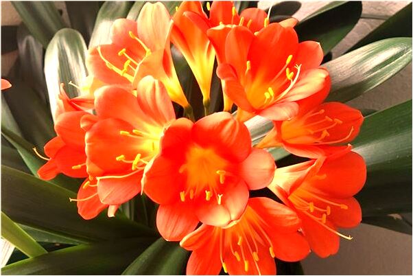 夢見進鬼門關救人怎么回事_周公解夢官網