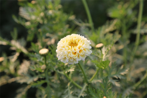 夢到了雪蓮花有何寓意_周公解夢