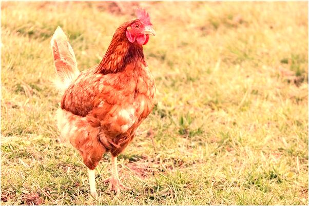 夢到了想接近的人不理我有什麼寓意嗎_周公解夢官網