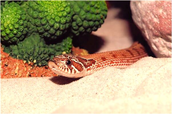 夢到和死人在一起吃雞肉代表著什麼_周公解夢官網