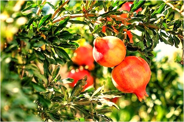 夢見俺媽罵我是什麼預兆?_周公解夢官網