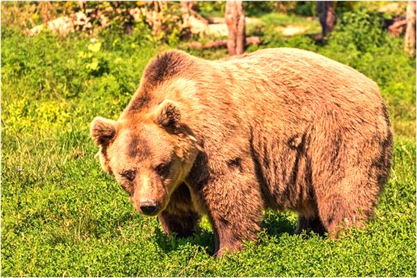 夢到自己右手拇指流黑血有什麼意思嗎_周公解夢官網