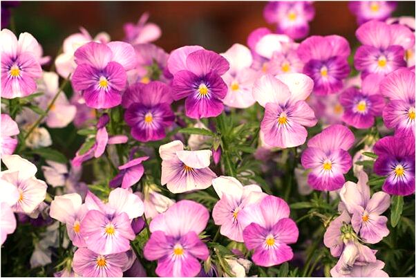 夢到了把自己手上的包擠出血和膿什麼預兆_周公解夢官網