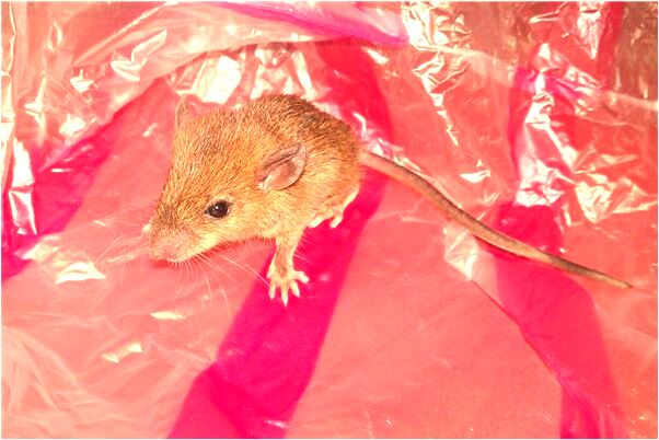 夢到看著別人尿尿有什麼意義嗎_周公解夢官網