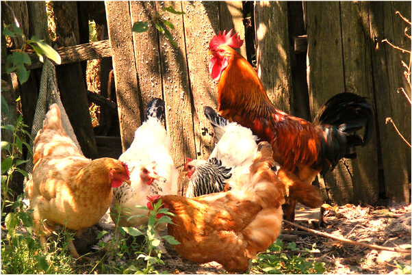 夢到同事在屋頂是咋回事_周公解夢官網