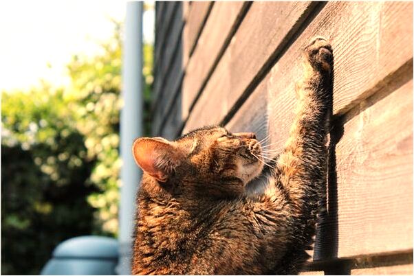 夢到了光身男女打麻將有什麼含義_周公解夢官網