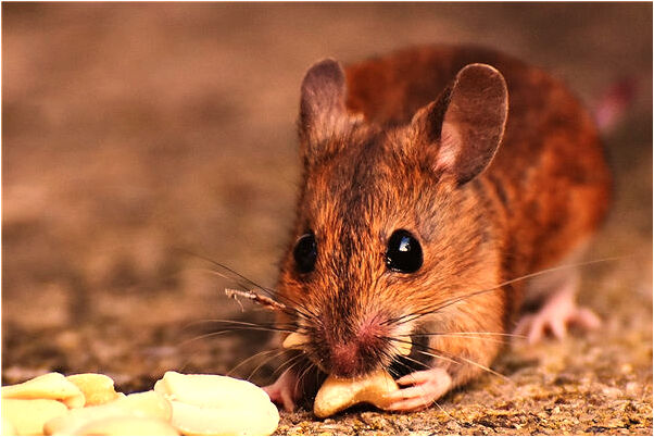 夢見我的菩提子手鍊斷裂了是什麼徵兆_周公解夢官網