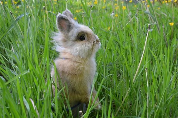 87年屬什麼生肖一生平安嗎_十二生肖
