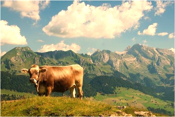 夢見小狗被火燒死是什麼啟示_周公解夢官網