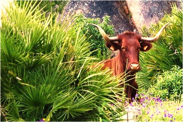 夢到自己吃栗子是什麼預兆_周公解夢官網