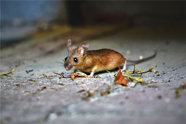 2020年屬鼠的人多大?_十二生肖