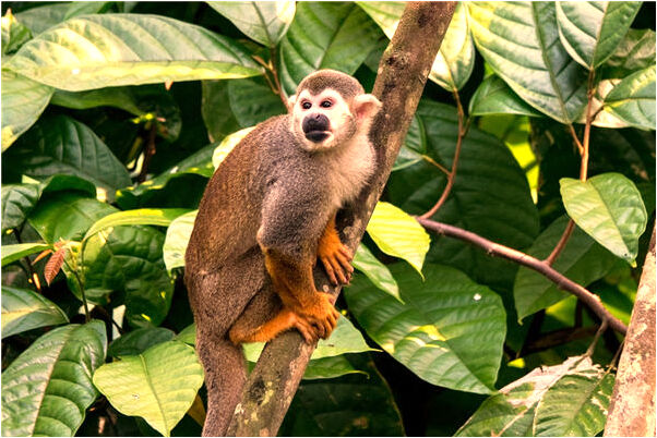 夢到了做魚餌會怎么樣_周公解夢官網