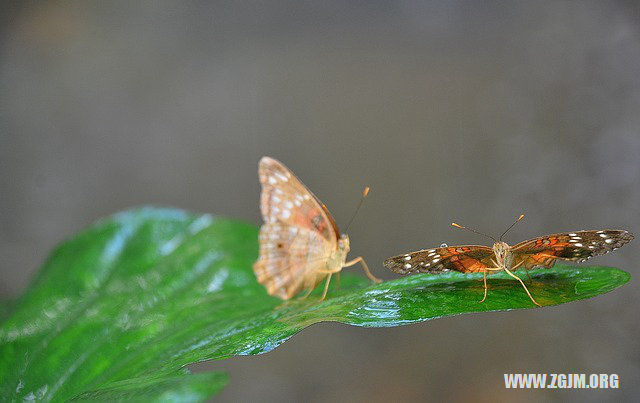 夢見幼稚園_周公解夢夢到幼稚園是什麼意思_做夢夢見幼稚園好不好_周公解夢官網
