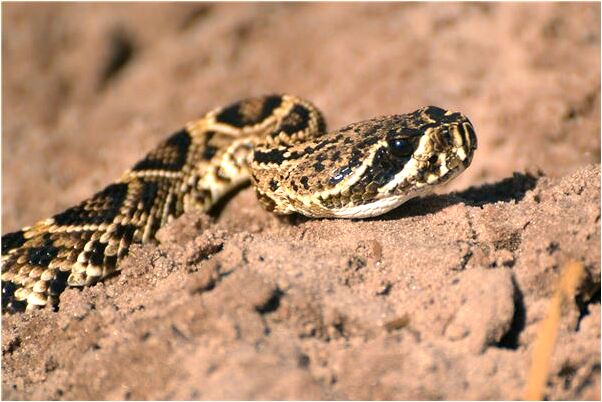 夢見別的拿刀刺我手流血有何寓意_周公解夢官網