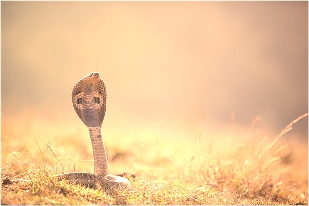 夢到了裸體男孩有什麼寓意嗎？_周公解夢官網