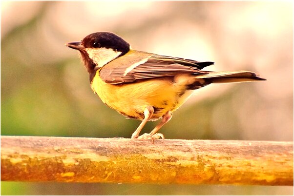 夢到了樹上花好不好_周公解夢官網