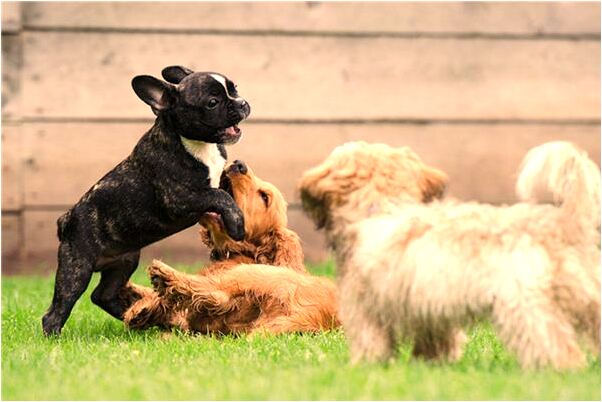夢到了女兒掉到了糞坑會是什麼預兆_周公解夢官網