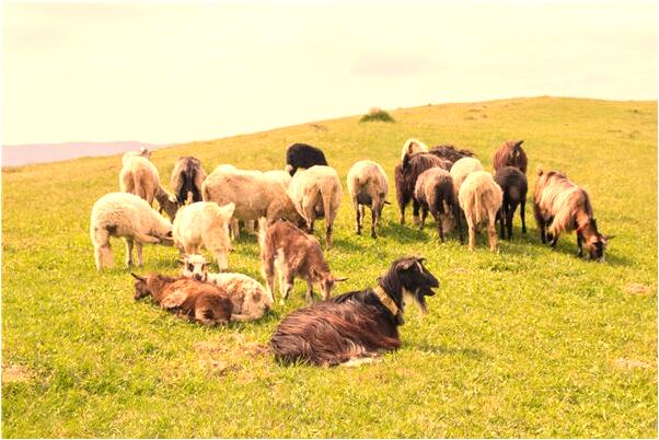 夢到迷宮裡有狗怎么說_周公解夢官網
