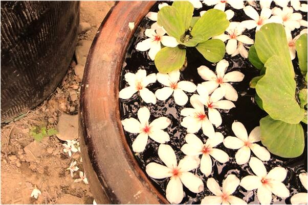 夢見和小孩在玩雪是什麼預兆_周公解夢官網